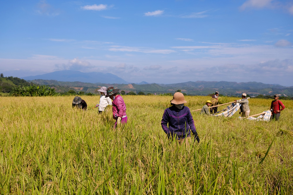 Tại một số cánh đồng ruộng bậc thang, diện tích nhỏ khó đưa máy gặt xuống nên người dân vẫn dùng liềm, cắt tay khi thu hoạch