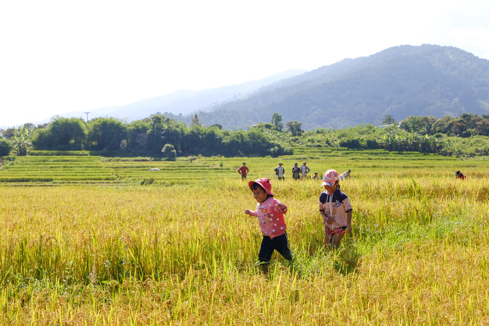 Những đứa trẻ theo cha mẹ ra đồng khi nghỉ hè