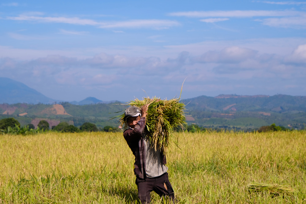 Niềm vui bên những bông lúa trĩu hạt