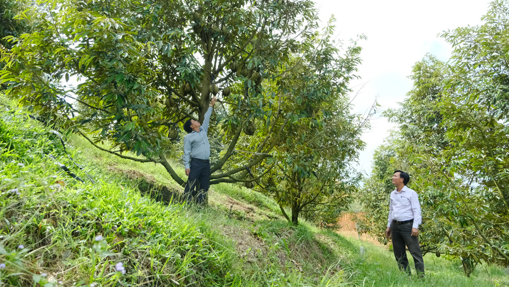 Các mô hình chuyển đổi cây trồng sang trồng sầu riêng trên địa bàn xã Nam Ninh cho hiệu quả kinh tế cao