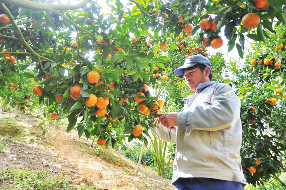 Lâm Đồng có nhiều thuận lợi để phát triển cây ăn quả