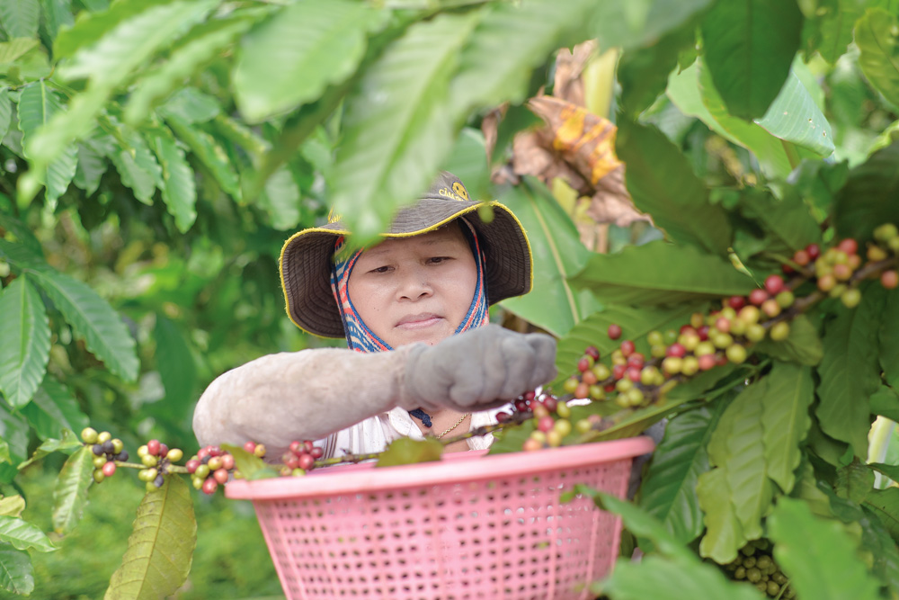 3 năm qua, ngành Nông nghiệp Di Linh tăng trưởng bình quân đạt 6,1%
