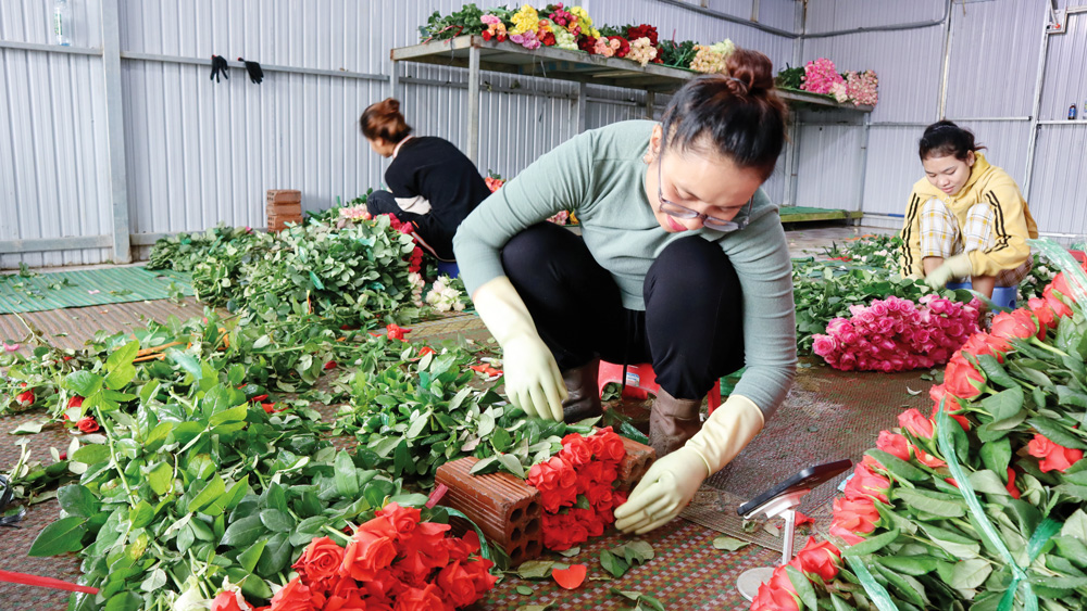 Từ nguồn vốn vay ưu đãi, gia đình chị Pang Ting Hut Drik có thêm điều kiện để đầu tư trồng hoa hồng