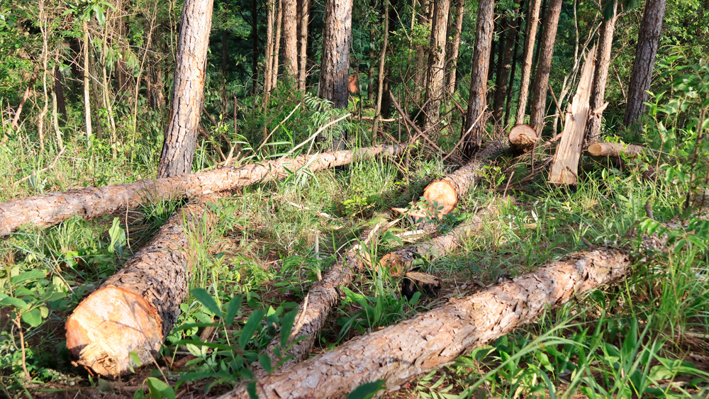 Thưởng ''nóng'' cho lực lượng công an phá án vụ triệt hạ rừng thông tại Lâm Hà