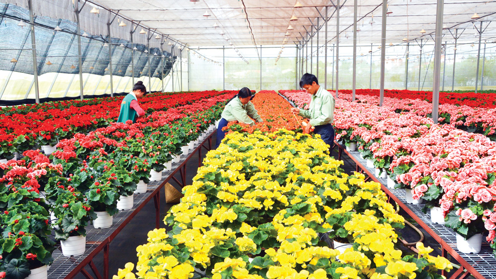 Sản xuất nông nghiệp công nghệ cao tại Đà Lạt. Ảnh: Văn Báu