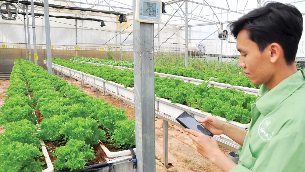 Chuyển đổi số trong nông nghiệp công nghệ cao ở Đà Lạt (Bài 1)