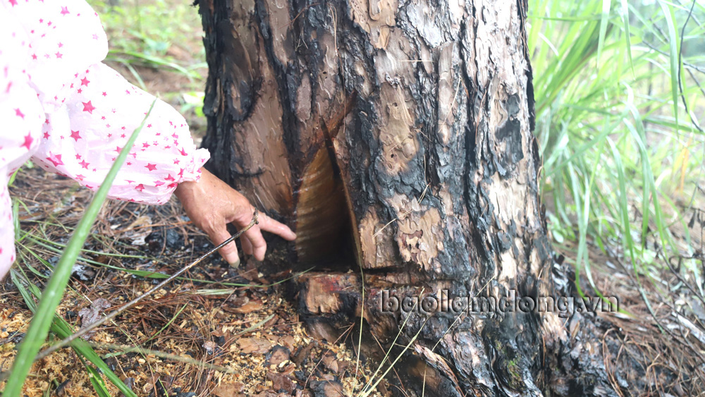 Công ty Hà Phong tiến hành cắt bỏ phần cây thông bị khoan lỗ bơm hóa chất để đổ nhớt giải độc cứu cây