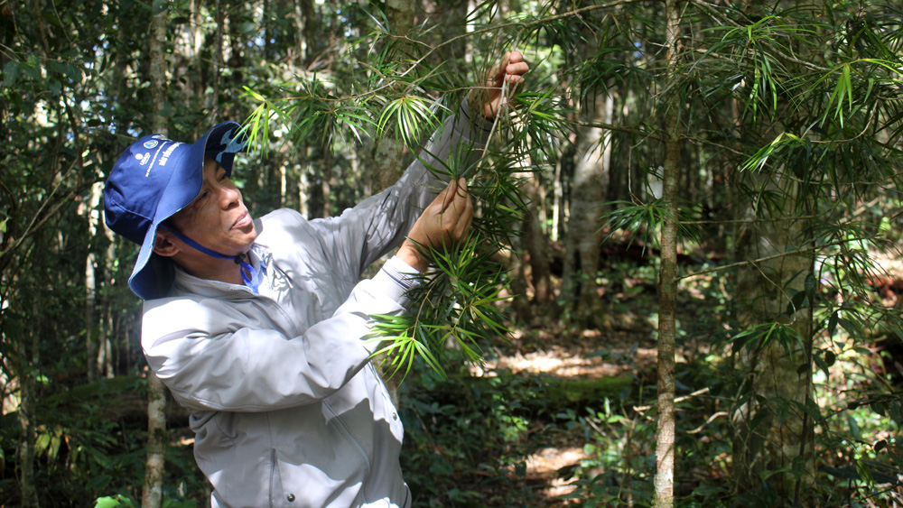 Bảo tồn nguồn gen, phục hồi hệ sinh thái rừng ở Lâm Đồng