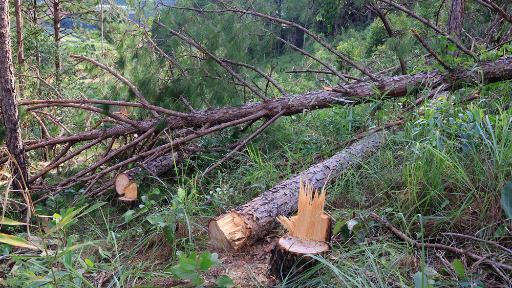 Hiện trường vụ phá rừng xảy ra tuần trước tại tiểu khu 264, xã Mê Linh, huyện Lâm Hà. Ảnh: Thụy Trang