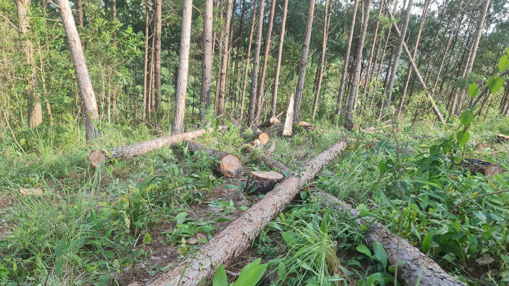Khu vực rừng thông bị đốn hạ