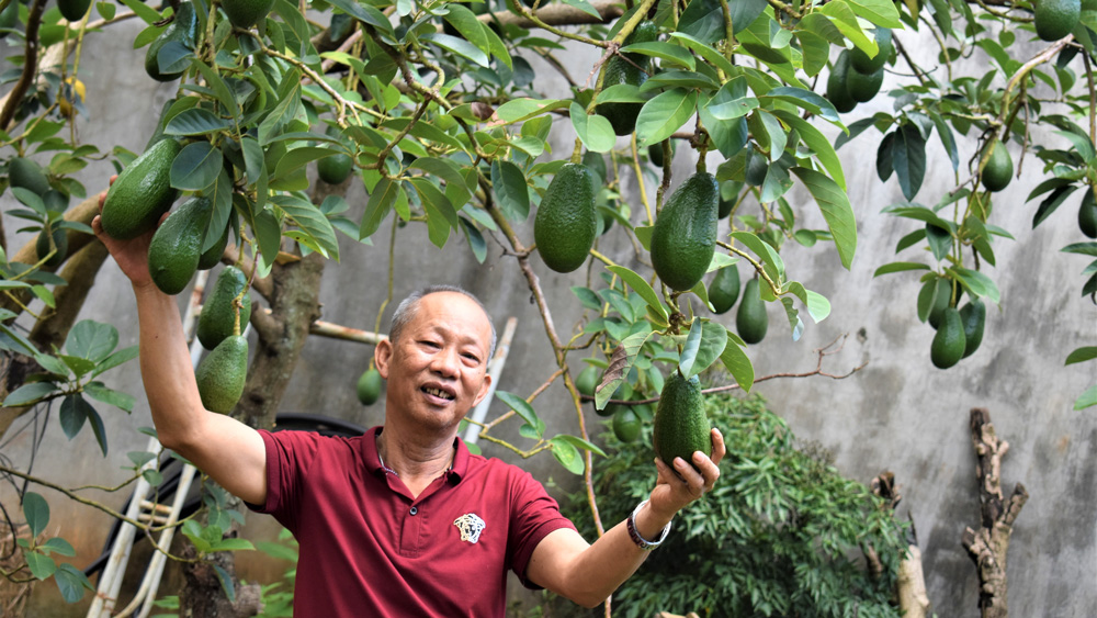 “Bơ ông Tĩnh” - nhãn hiệu bơ sáp ghép mới