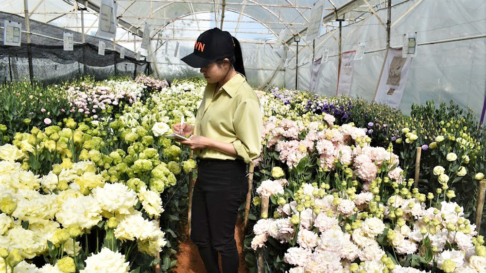 Giá trị thu nhập bình quân cây hoa Đà Lạt hiện đạt 970 triệu đồng/ha/năm