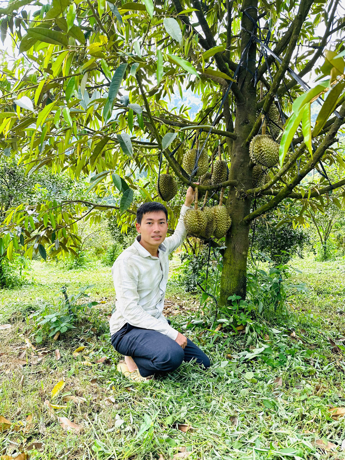 Anh Nguyễn Thái Sơn bên vườn sầu riêng của mình