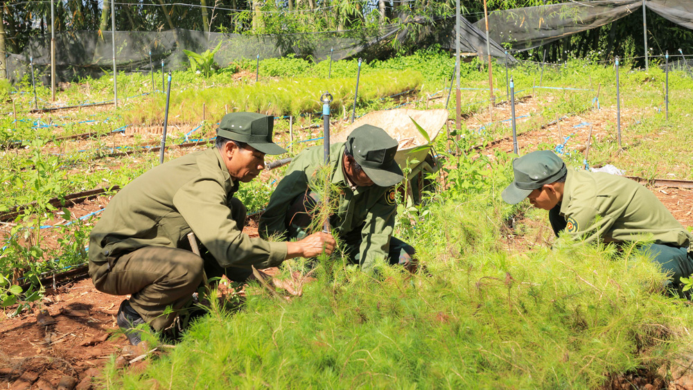 Tập đoàn Tân Mai: Nỗ lực bảo vệ và trồng rừng