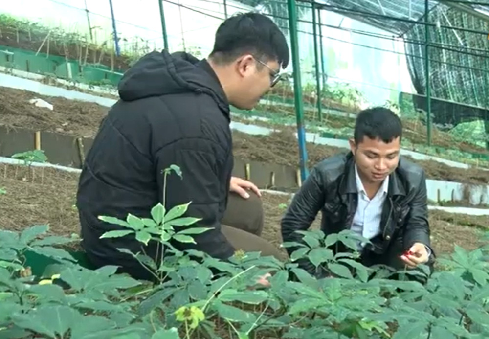 Ứng dụng khoa học - công nghệ vào việc di thực, trồng, nhân giống đưa sâm Ngọc Linh bám chặt rễ trên đất Lâm Đồng