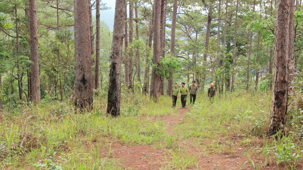 Lực lượng kiểm lâm tuần tra, kiểm tra rừng