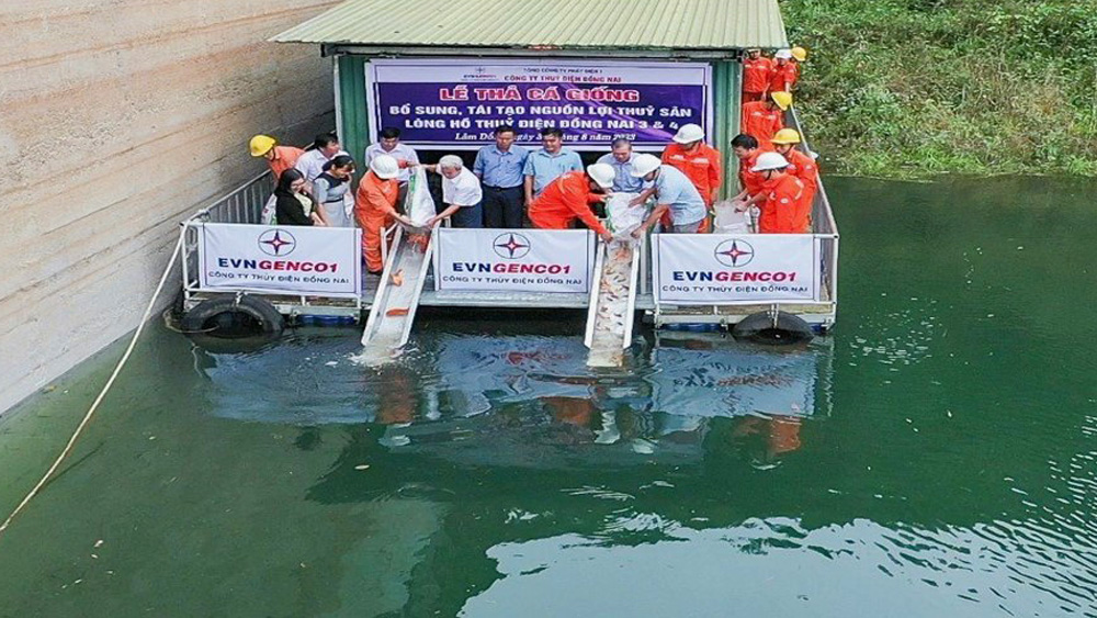 Các đại biểu thả cá giống xuống lòng hồ Thủy điện Đồng Nai 3