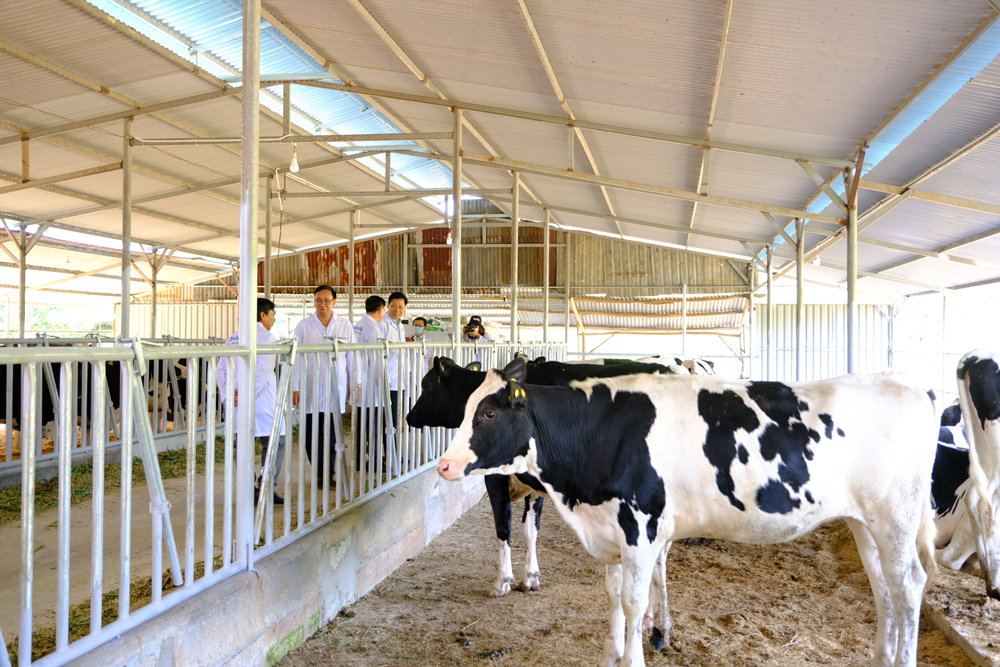 Cát Tiên: Đảm bảo nguồn vốn vay ưu đãi cho nông dân phát triển chăn nuôi bò sữa