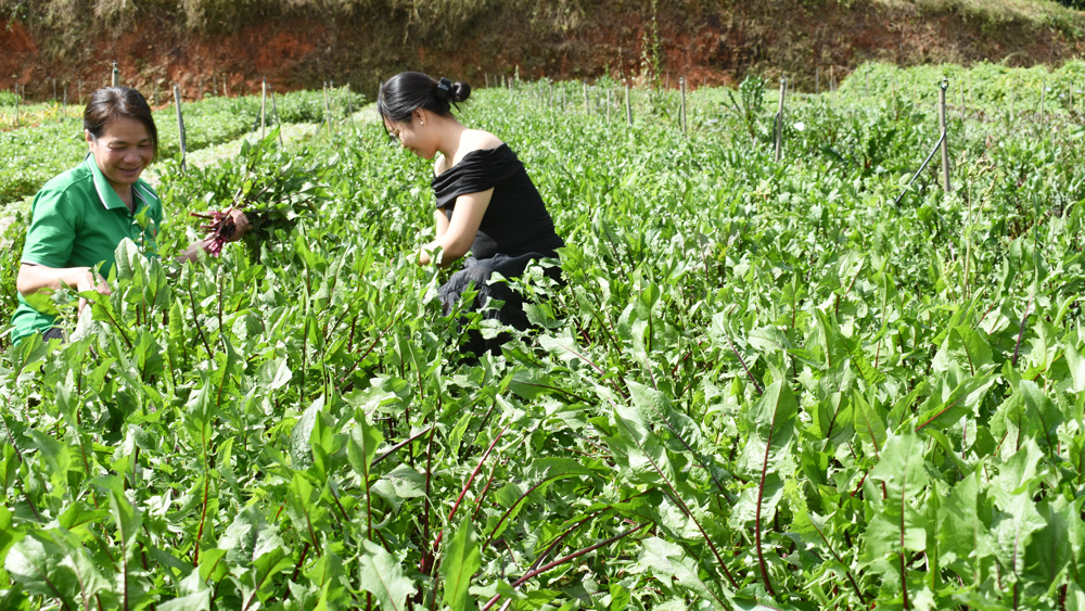 Sản xuất cây bồ công anh dược liệu hữu cơ ở vùng sinh thái Lạc Dương