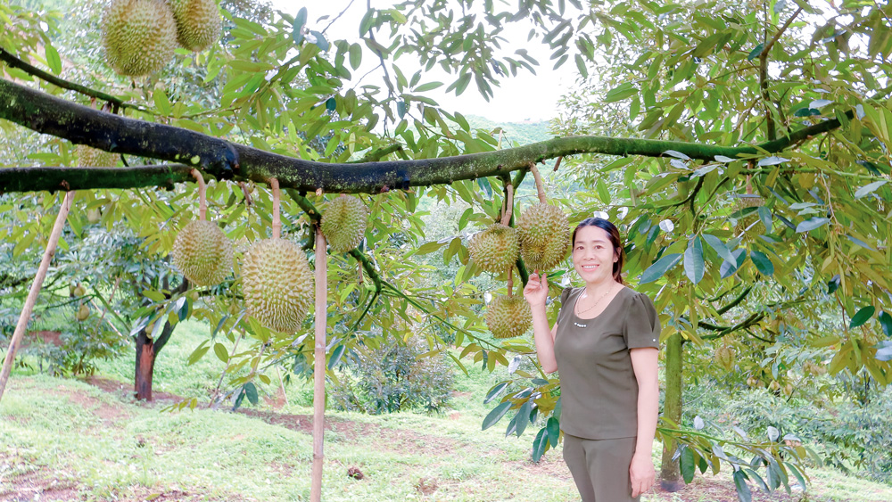 Chị Đinh Thị Hóa trong vườn sầu riêng trồng theo phương pháp sinh học