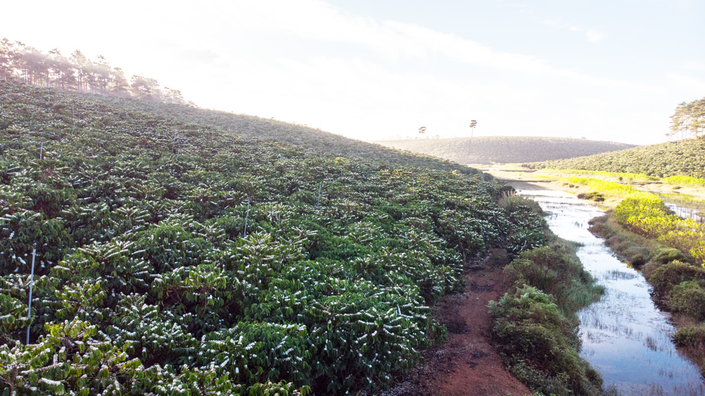 Diện tích cà phê tại Lâm Đồng đa phần được trồng ổn định từ nhiều năm nay, nên địa phương có nhiều ưu thế khi EUDR chính thức áp dụng