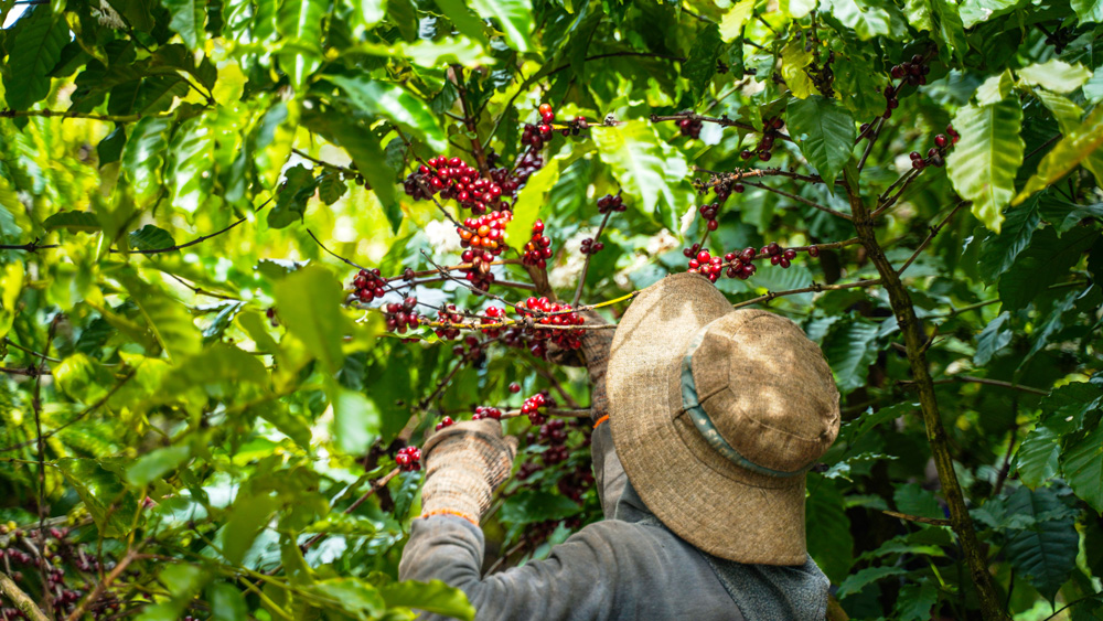 Sản lượng cà phê của Lâm Đồng hiện khoảng trên 600 nghìn tấn/năm