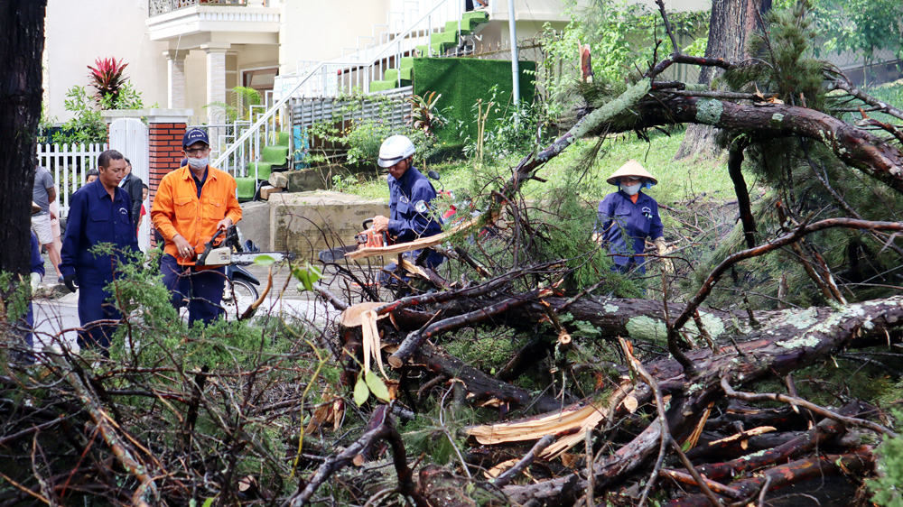 Chủ động cắt tỉa cây xanh phòng ngừa tai nạn trong mùa mưa bão