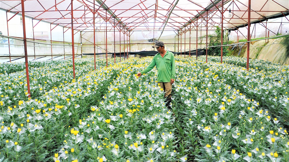  Canh tác hoa phát sinh chất thải rắn nông nghiệp hữu cơ khoảng 16,7 tấn/ha/năm. 
Trong ảnh: Ông Nguyễn Đình Đề trong vườn hoa cúc của ông tại Phường 12, Đà Lạt