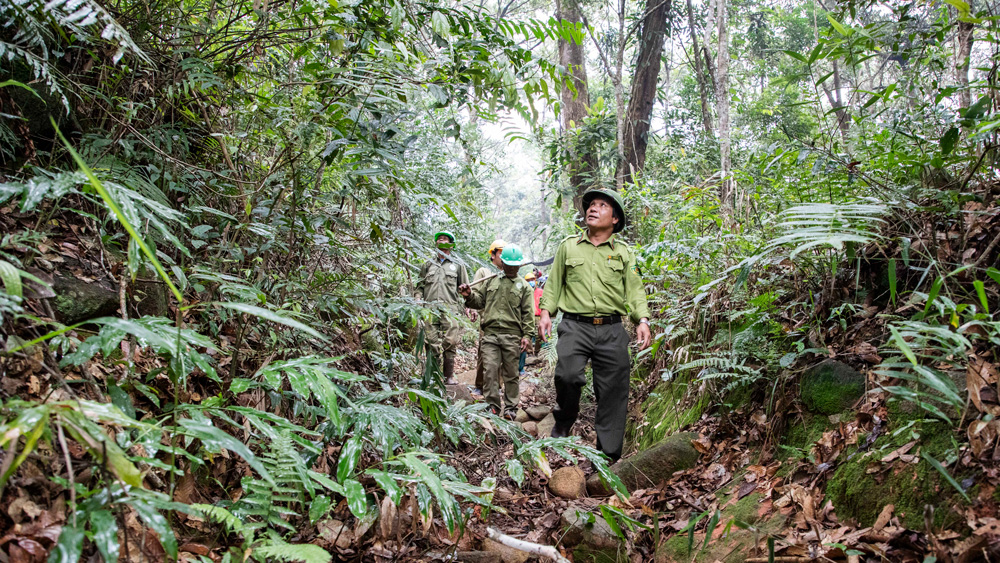 Lực lượng chuyên trách QLBVR và các hộ nhận khoán tuần tra, bảo vệ rừng
