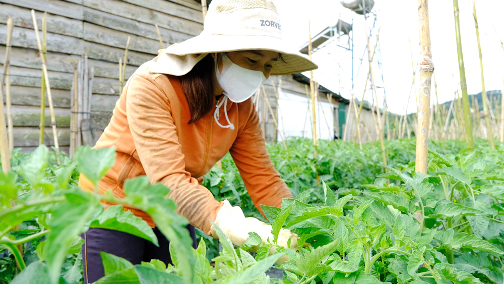 Nông dân xã Ninh Loan tích cực chuyển đổi diện tích cà phê già cỗi sang sản xuất rau màu