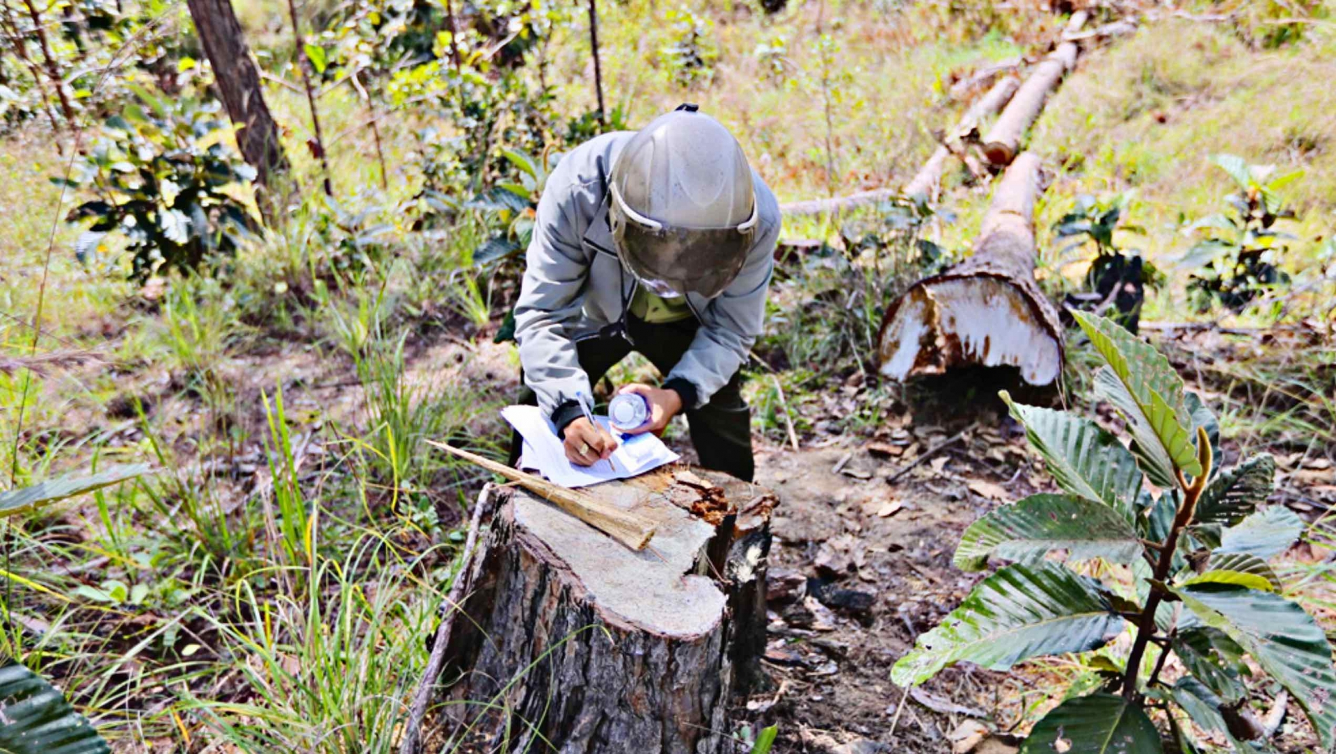 Đôn đốc thu nộp gần 257 tỷ đồng tiền bồi thường thiệt hại tài nguyên rừng