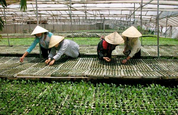 Sản xuất cây giống đang là thế mạnh của Đà Lạt - Lâm Đồng
