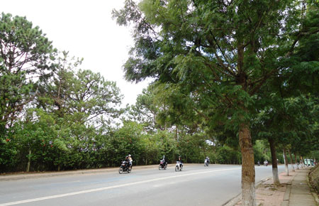 Cây xanh phát triển xanh tốt trên đường Đinh Tiên Hoàng, Đà Lạt.