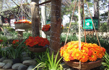 Festival Hoa Đà Lạt 2012: Sẽ có “Không gian hoa đẹp” trên đồi Cù