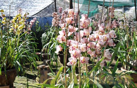 Sản phẩm hoa địa lan của Công ty TNHH Hoa Ngọc Ẩn sẽ góp mặt trưng bày tại Festival Hoa Đà Lạt 2012