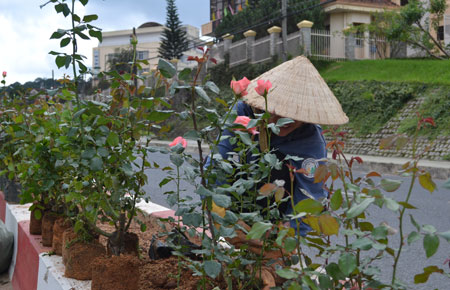 Công nhân Cty Quản lý Công trình đô thị thành phố Đà Lạt trồng hoa dọc đường phố chuẩn bị Festival Hoa 2012