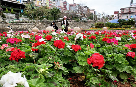 Hoa đã khoẻ sắc ở không gian hoa đường Nguyễn Thị Minh Khai