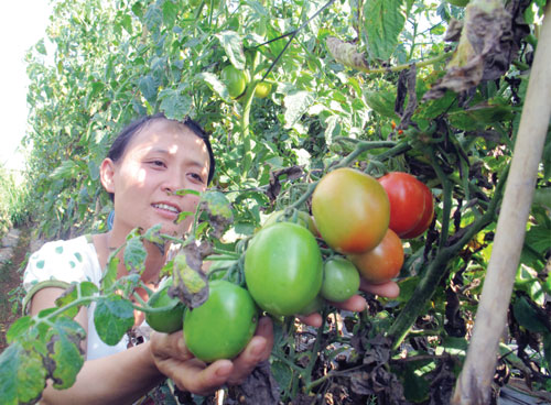 Cà chua Lạc Lâm có năng suất, chất lượng đứng đầu huyện Đơn Dương