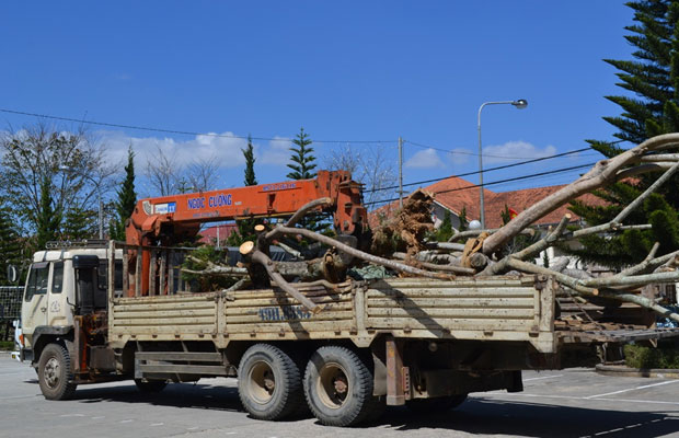 Đà Lạt: Ngang nhiên đào cây xanh công cộng