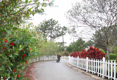 Cung đường hoa này là một trong những điểm hút khách trẻ đến với thành phố Đà Lạt