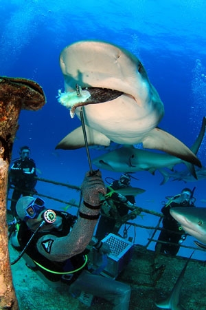 Biểu diễn cho cá mập ăn ở khu du lịch lặn biển quần đảo Bahamas