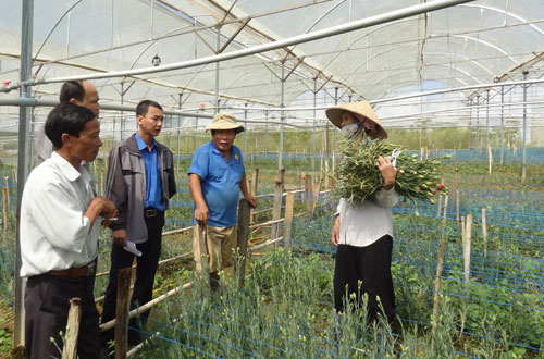 Trồng hoa ở Ninh Loan, Đức Trọng từ nguồn Quỹ hỗ trợ nông dân