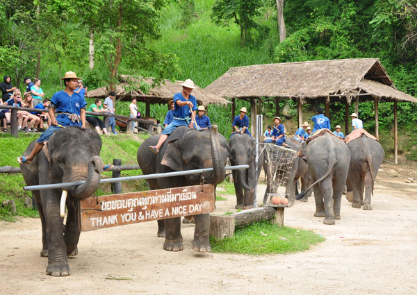 Những nghệ sĩ voi ở Maese Elephant Camp