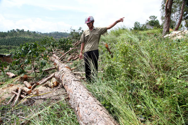 Gió lốc cũng đánh gãy một nhánh thông có đường kính gốc 40cm, dài hơn 10m nằm sát nhà bà Đoàn Thị Phú nhưng rất may không làm sập nhà