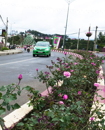 Hoa hồng khoe sắc trên đường Hồ Tùng Mậu
