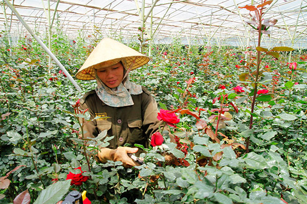 Bà Nguyễn Thị Hoa bên vườn hồng của mình