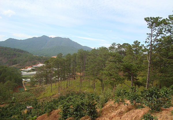 Lâm Đồng giữ tỷ lệ che phủ rừng đạt 60,4%