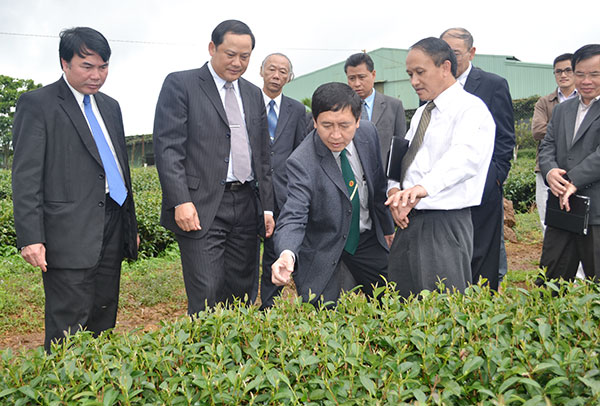 Đoàn cán bộ lãnh đạo tỉnh Chăm pa sắk (Lào) thăm quan nông trường trà tại Lâm Đồng. Ảnh: Văn Báu