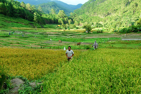Một góc cánh đồng lúa trĩu hạt ở làng Dơng Iar Jiêng