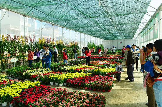 Nhờ ứng dụng tiến bộ KHKT vào sản xuất, các sản phẩm đặc trưng của Lâm Đồng đã tạo được tính cạnh tranh cao. (Ảnh: Du khách tham quan mô hình trồng hoa công nghệ cao tại Festival hoa Đà Lạt năm 2014)